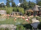 A pond filled with flamingos
