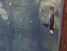 A penguin divebombing through the water