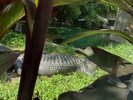 A not-very-good close-up of an alligator