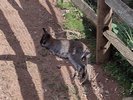 A wallaby laying around
