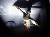 Spooky Archaeopteryx