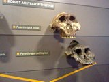 Robust Australopithecines