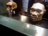 An early human skull and a recreation of the head