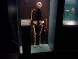 An early human skeleton missing many many bones