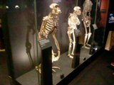 A bunch of early hominid skeletons lined up