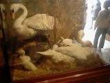 Swans