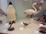 A penguin and various other birds