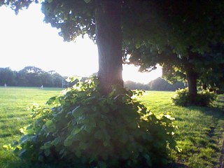 Sunset in the park near her house