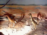 Models of Coelophysis