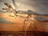 Replica Neovenator skeleton