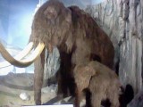 A wooly mammoth, of course