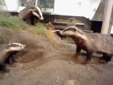 Many badgers :pleading: