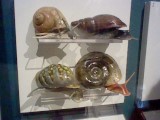 A variety of mollusks and snails