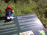 Paddington sitting on a St Fagans plaque