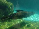 A seal dashing around underwater