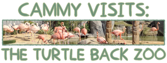 Cammy Visits: The Turtle Back Zoo