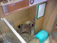 Guinea pigs at Pets at Home