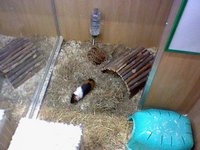 More guinea pigs at Pets at Home