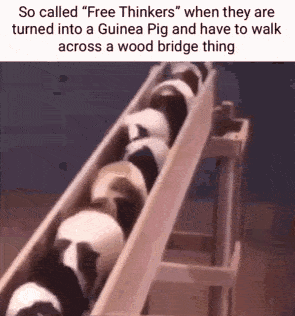 So-called free thinkers when they are turned into a guinea pig and have to walk across a wood bridge thing