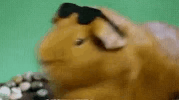 Le shocked guinea pig