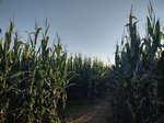 Into the corn we go!